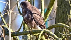 Mäusebussard (10).jpg